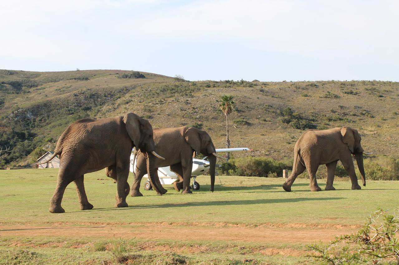 Addo Elephant Lodge & Safaris Kirkwood Exterior photo